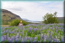 Lupines